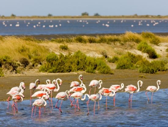 Flamingos Camargue