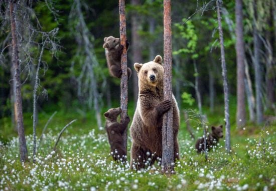 Europäischer Braunbär